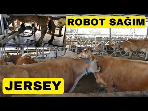 Revolutionizing Dairy Farming: Jersey Cows Milked by Robots