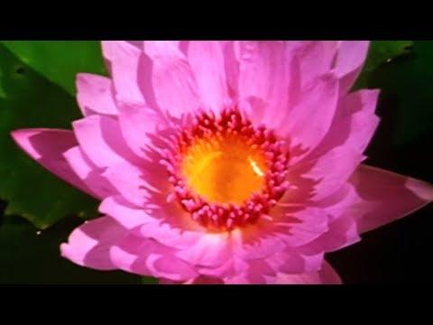 The Fascinating World of Plant Behavior 🌿 - A Plant Documentary