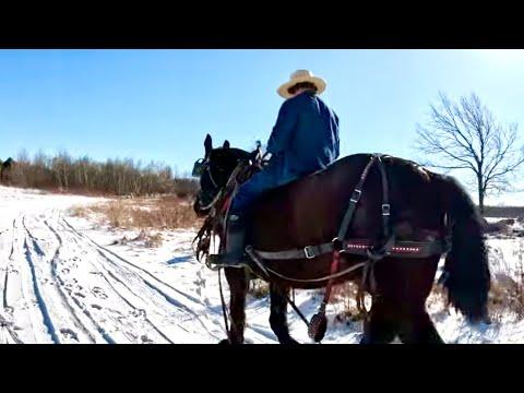 Mastering Draft Horse Logging: William and Ken's Impressive Skills Revealed