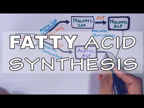 The Science of Fatty Acid Biosynthesis: A Comprehensive Guide