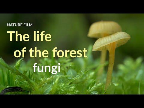 Unraveling the Hidden World of Forest Fungi: A Comprehensive Guide