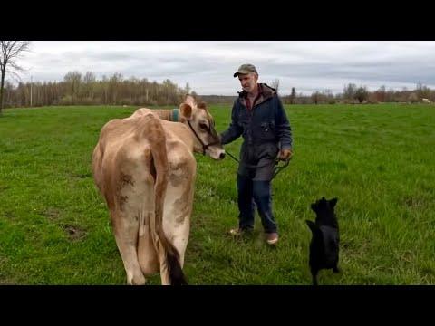 Improving Cow Health and Pasture Management: A Farming Journey