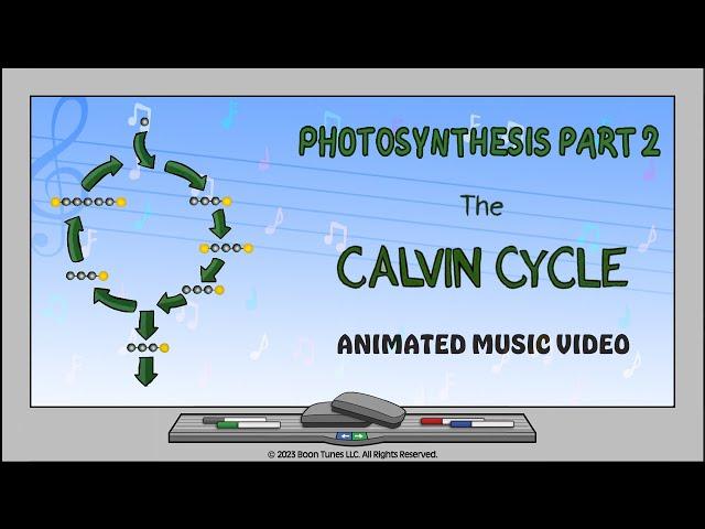 Mastering the Calvin Cycle: A Complete Guide