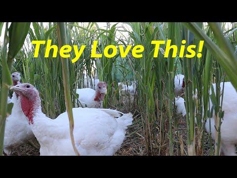 Raising Turkeys and Farming Sorghum: A Winter Project Update