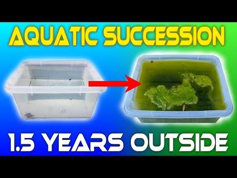 Discovering the Wonders of Aquatic Succession: A 1.5 Year Experiment