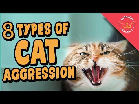 Understanding and Managing Cat Aggression: Tips from Jackson Galaxy