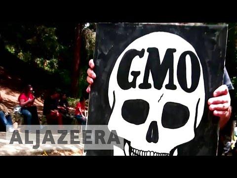 Unraveling the Controversy: The Truth About GMOs