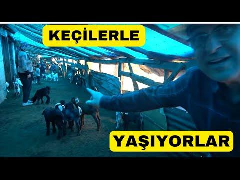 The Resilient Goat Farming Family of Kocaeli: A Sustainable Lifestyle