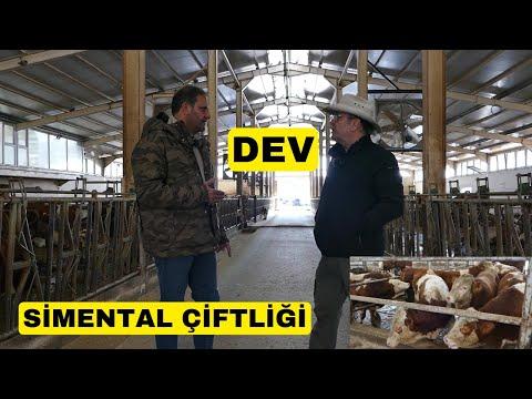Exploring the World of Simmental Cattle Farming in Turhal, Turkey
