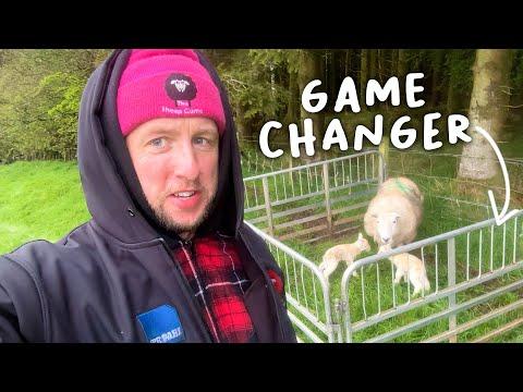 Exciting Moments at Lambing Day: A Behind the Scenes Look