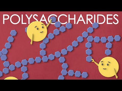 Understanding Polysaccharides: The Key to Energy and Structure