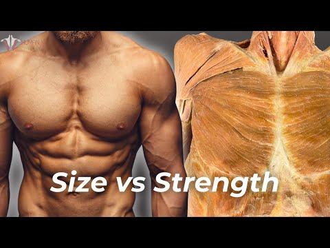Maximizing Muscle Growth: The Ultimate Guide