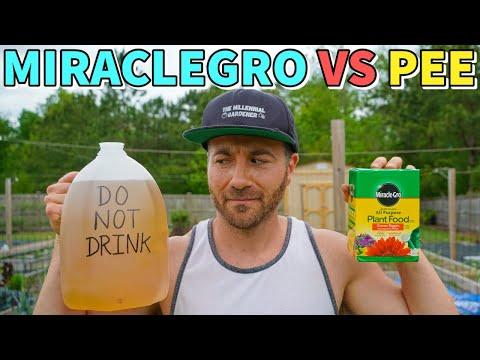 The Great Fertilizer Experiment: MiracleGro vs. Human Urine