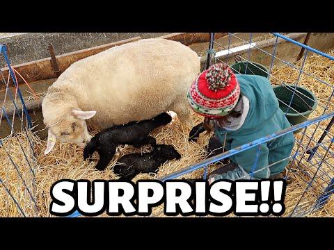 Rescuing Newborn Lambs: A Heartwarming Tale of Survival and Dedication