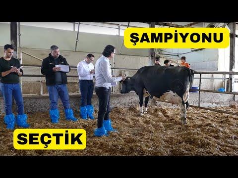 Beauty Contest for Cows in Turkey: A Showcase of Dairy Excellence