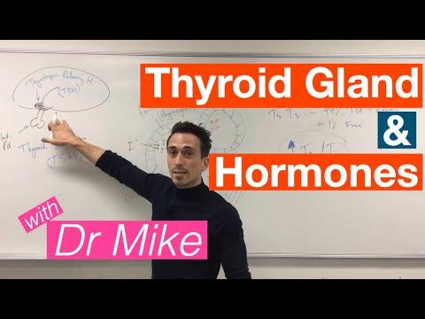 Unlocking the Secrets of the Thyroid Gland: A Comprehensive Guide