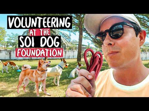 Volunteer Experience at SOI DOG FOUNDATION in Phuket: A Heartwarming Journey