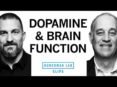 Unlocking the Power of Dopamine: How It Impacts Brain Function