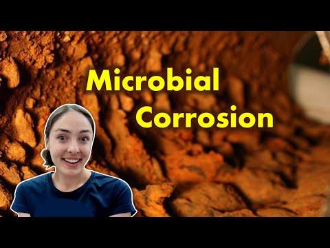 Unlocking the Secrets of Microbial Corrosion: How Bacteria and Fungi Impact Metal Degradation