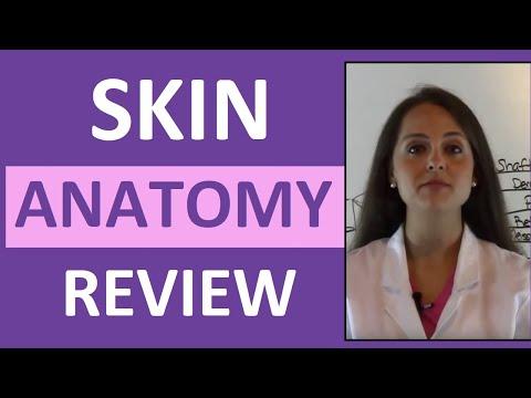 Anatomy & Physiology Integumentary Skin System Overview